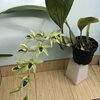 Целогина (Coelogyne pandurata)